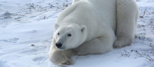 Can he end the Endangered Species Act? - dailykos.com