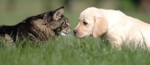 "National Love Your Pet Day" - Photo: Blasting News Library - Pinterest &bull; The world's catalog of ideas - pinterest.com