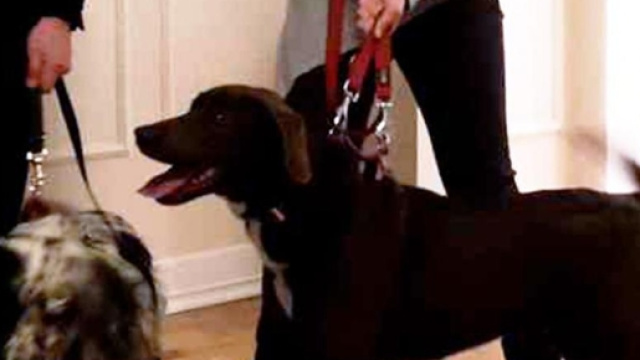 Jack e Lola, cani &ldquo;terremotati&rdquo; salvano i malati cardiopatici - La ... - lastampa.it