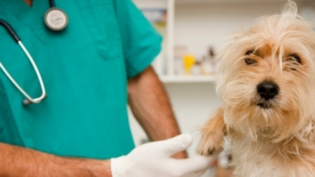 La bufala della mutua veterinaria