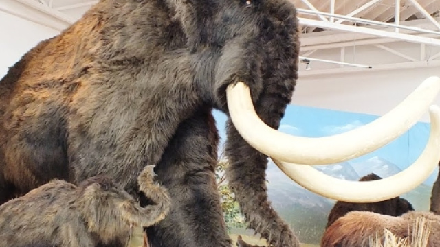 Panoramio - Photo of Beresowska Mammut (Ausstellung im Real Markt) - panoramio.com
