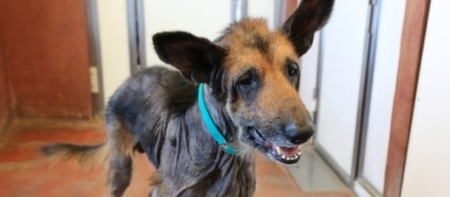 Crime but no punishment: Battersea launches new campaign | Charity ... - charitytoday.co.uk