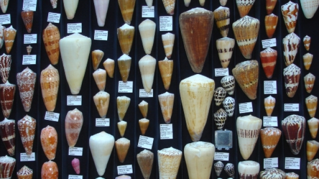 Dalla conchiglia Conus Regius si estrae una potente sostanza antidolorifica