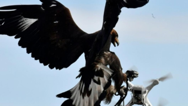 Forza, potenza, velocit&agrave;: l'aquila reale intercetta e caccia un drone. Foto: youtube.