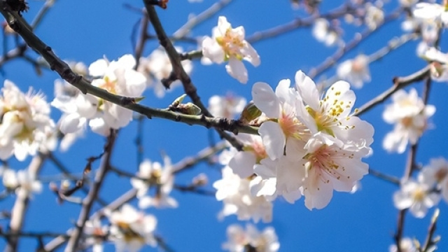 Quando inizia la primavera 2017?
