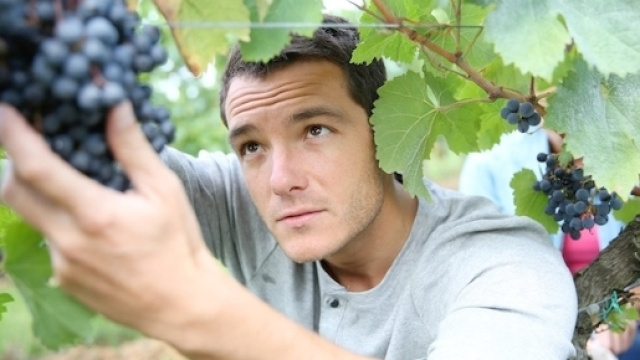 Usa, vigneti assumono lavoratori stranieri