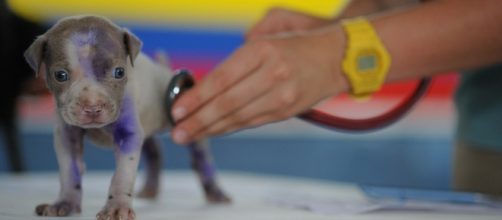 Deadly bacterial infection can kill this tiny puppy Photo:: https://pixabay.com/en/dog-puppy-canine-vet-veterinarian-91765/