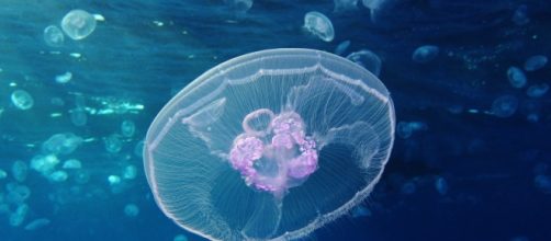 The sea bed remains an enigmatic ecosytem to this day/Photo via https://upload.wikimedia.org/wikipedia/commons/2/27/Moon_jellyfish_at_Gota_Sagher.JPG