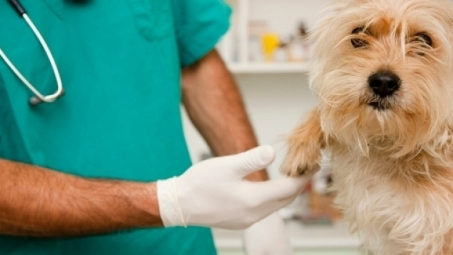 Spese veterinarie: i chiarimenti dell'Agenzia delle Entrate sulla loro detraibilit&agrave;
