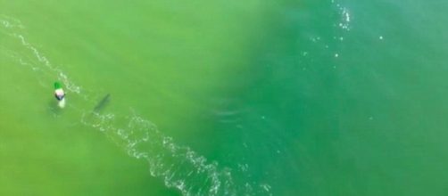 Drone footage captures shark charging at surfer (via: dailymail.co.uk)