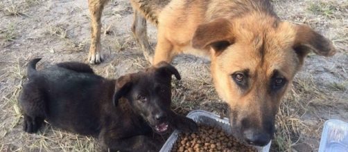 Harper the Dog Rescued After Being Abused And Abandoned in The Redlands - thedodo.com