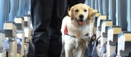 Have emotional support animals gone too far? - mashable.com