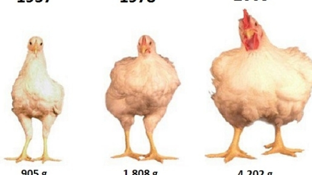 Gli allevamenti intensivi necessitano di quantit&agrave; massicce di antibiotici per controllare le infezioni.