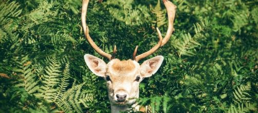 Deer Photo CC0 public domain pixabay.comc