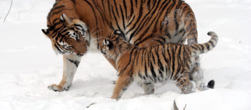 An ecological disaster is on the cards / Photo via https://upload.wikimedia.org/wikipedia/commons/9/9e/Panthera_tigris_altaica_13_-_Buffalo_Zoo.jpg