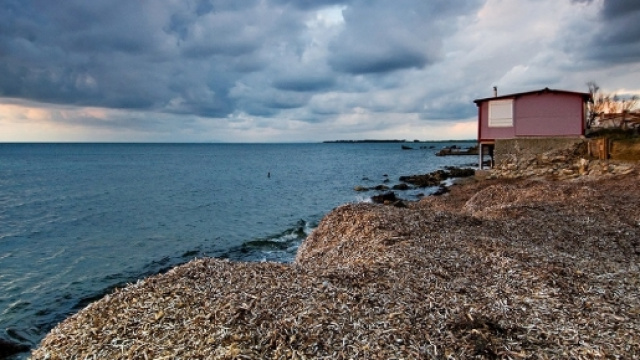 Sardegna, posedonia in spiaggia