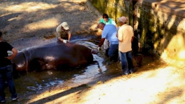 Il caso di Gustavito, ippopotamo ucciso a colpi di spranga, &egrave; diventato un affare di Stato a El Salvador. Foto: Facebook