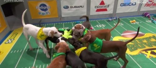 Puppy Bowl': Always adorable, now inspiring - usatoday.com