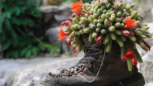 Coline | FAUNA ET FLORA - faunaetflora.fr