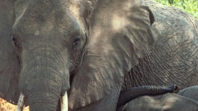 Elefanti africani a rischio di estinzione