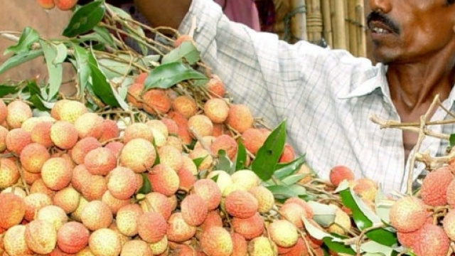 India, le morti dei bimbi causate dai litchi