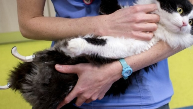 Pooh, il gatto con le zampe bioniche