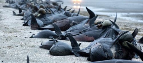 New Zealand beachgoers warned of EXPLODING whales after mass ... - thesun.co.uk