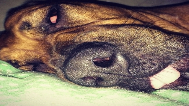 cane che ha assunto marijuana a New York