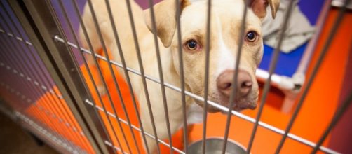 ACCT raising funds to replace kennels, increase adoptions ... - phillyvoice.com