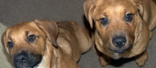 Reporet's own St. Weiler puppies, photo by John McCormick