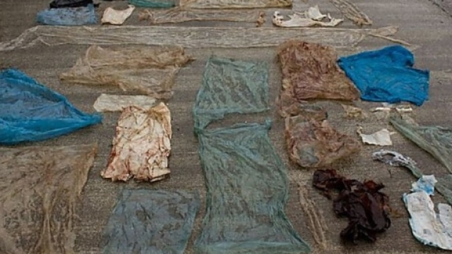 Ecco le buste di plastica trovate nella pancia della balena arenata e morta in Norvegia.