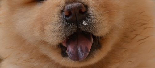 Dogs have become sick and died from eating this food Photo:https://pixabay.com/en/chowchow-puppy-sleeping-dogs-pet-448305/