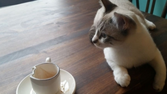 Crazy Cat Caf&egrave; Milano, @annibelleph