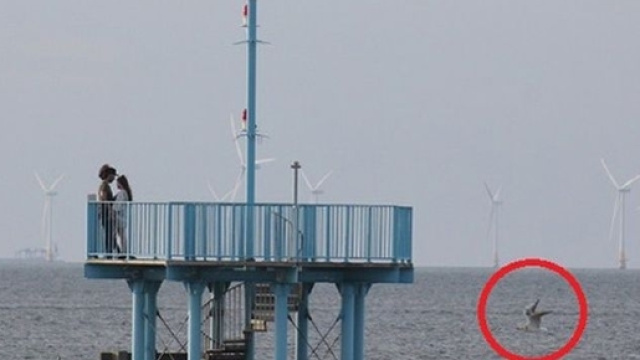 L'incredibile creatura che emerge dall'acqua