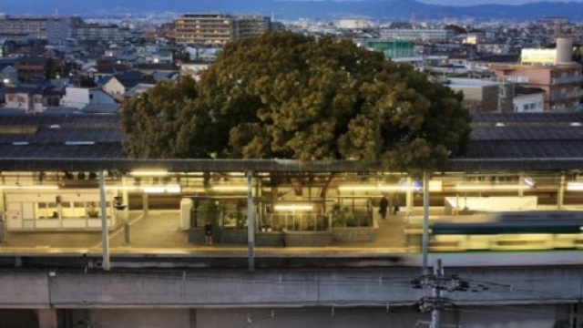 Giappone, stazione attorno ad albero secolare.