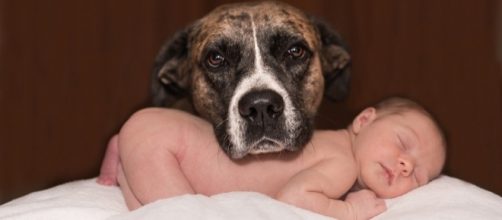 baby and dog, Karenwarfel, pixabay.com cc0