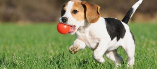 Quer saber o melhor animal de estima&ccedil;&atilde;o para seu signo? Confira aqui!