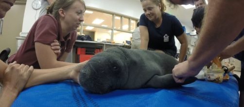 The Power of Storytelling for Animal Welfare and Environmental ... - pcipr.com