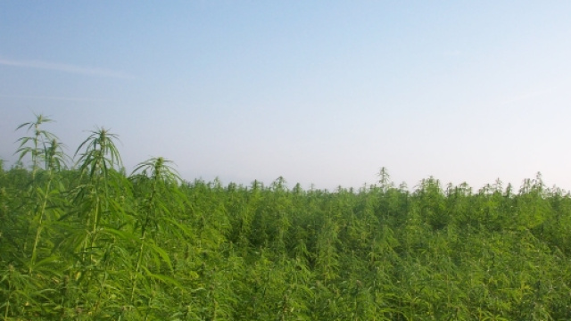 Piantagione di canapa, utile per diverse migliaia di applicazioni.