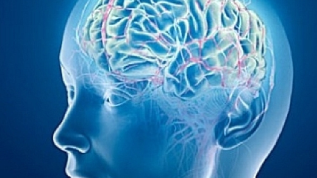 Il cervello funziona con connessioni simili a quelle di Internet