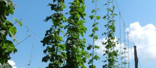 Local Beer Blog: A Hops Industry Grows in North Carolina - localbeerblog.com