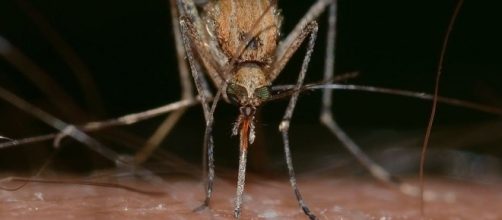 Mosquito in action via Pixabay, francok35 https://pixabay.com/en/insects-mosquito-culex-pipiens-820484/