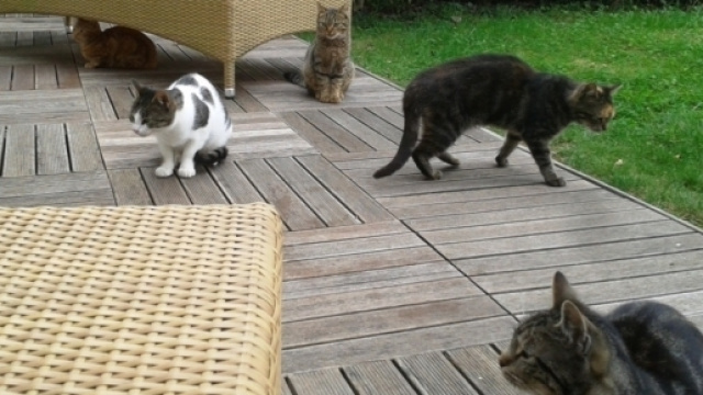 La grande famille des Kattarshians