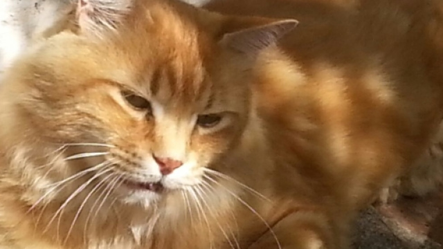 prevenzione animale il tempo migliore