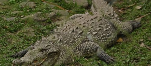 1000+ ideas about American Crocodile on Pinterest | Nile crocodile ... - pinterest.com