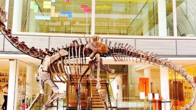 Scheletro di dinosauro Sauropode esposto al MUSE di Trento (Fonte: Wikimedia)
