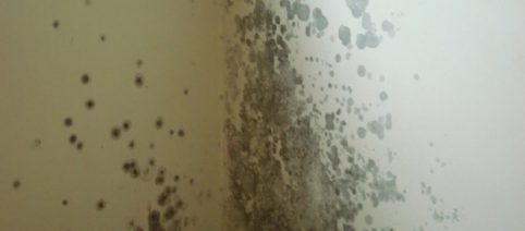 Com estas dicas você nunca mais terá mofo novamente em sua casa