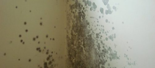 Voc&ecirc; nunca mais ter&aacute; mofo novamente em sua casa com essas dicas