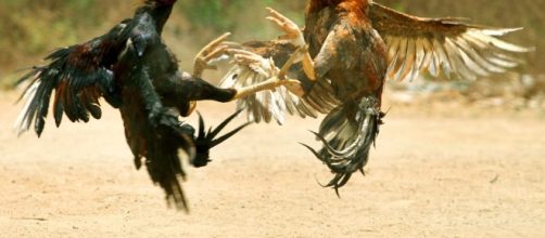 Rinha de galo pode ser legalizada no Brasil