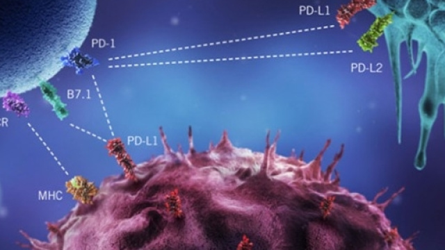 Farmaci immunostimolanti, come gli anticorpi anti-PD-L1, sono la speranza della terapia oncologia dei prossimi anni.